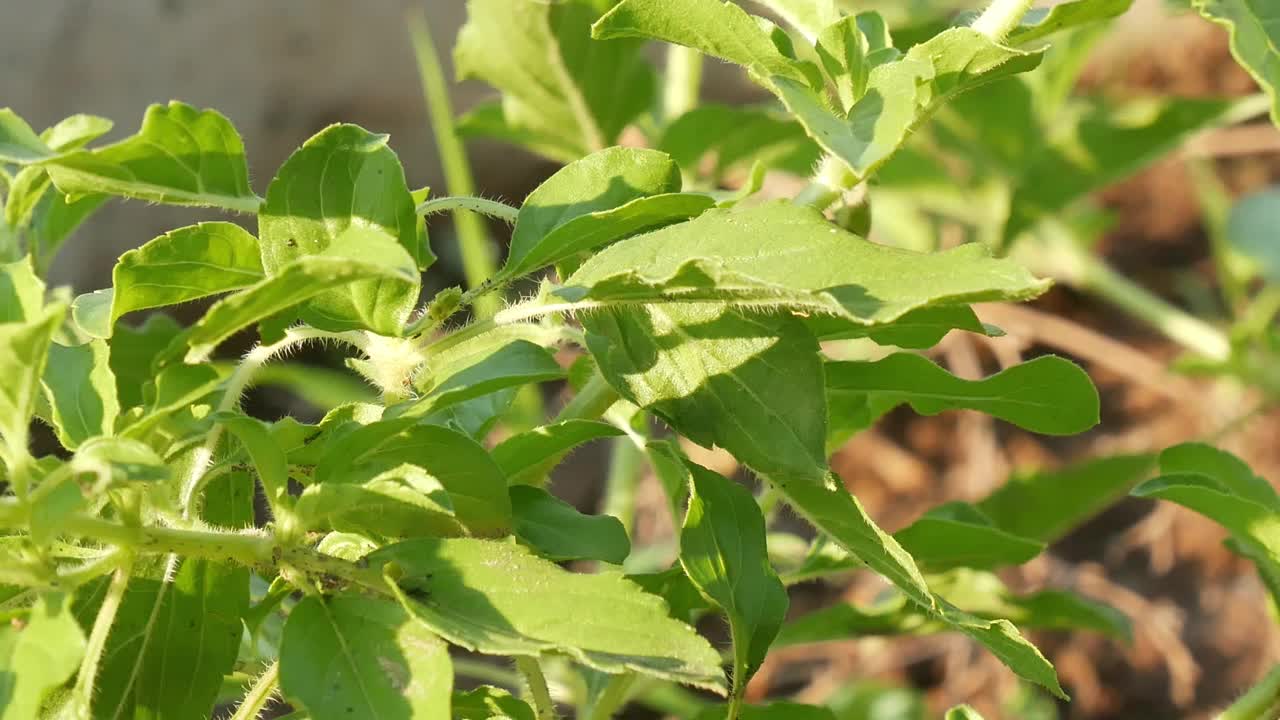 植物视频素材