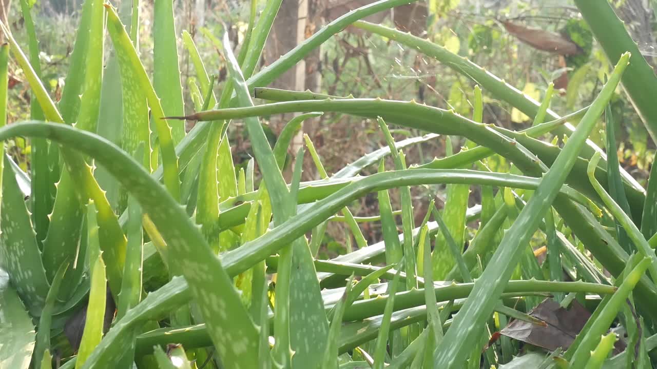 植物视频素材