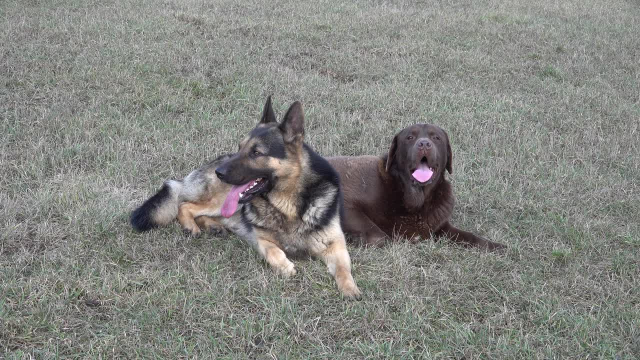 一只德国牧羊犬和一只巧克力色的拉布拉多寻回犬躺在花园里的草地上视频素材