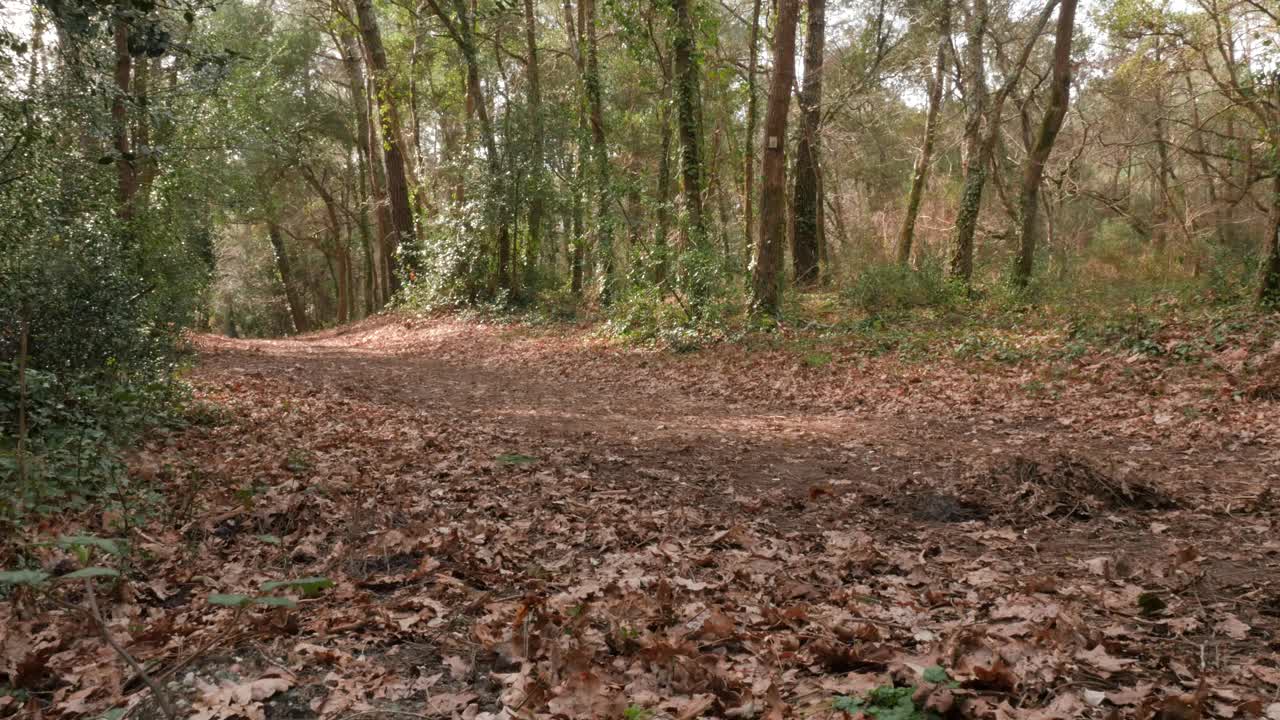 在森林里骑山地自行车视频素材