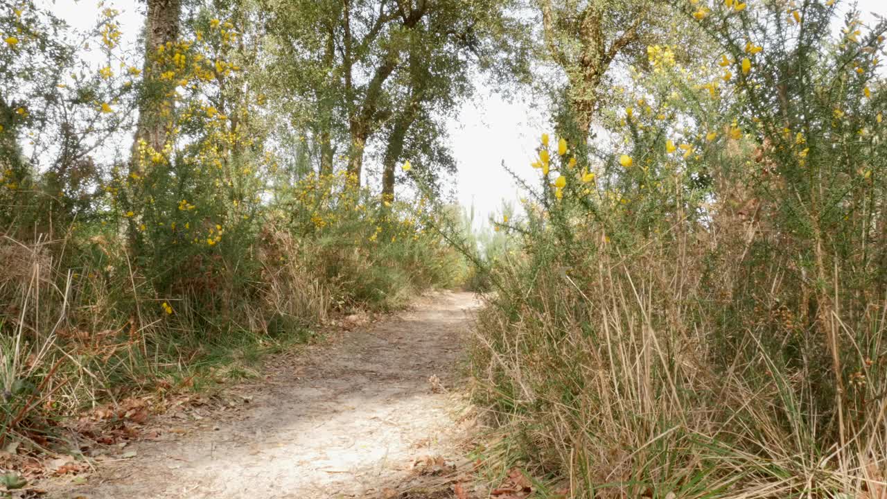 在森林里骑山地自行车视频素材