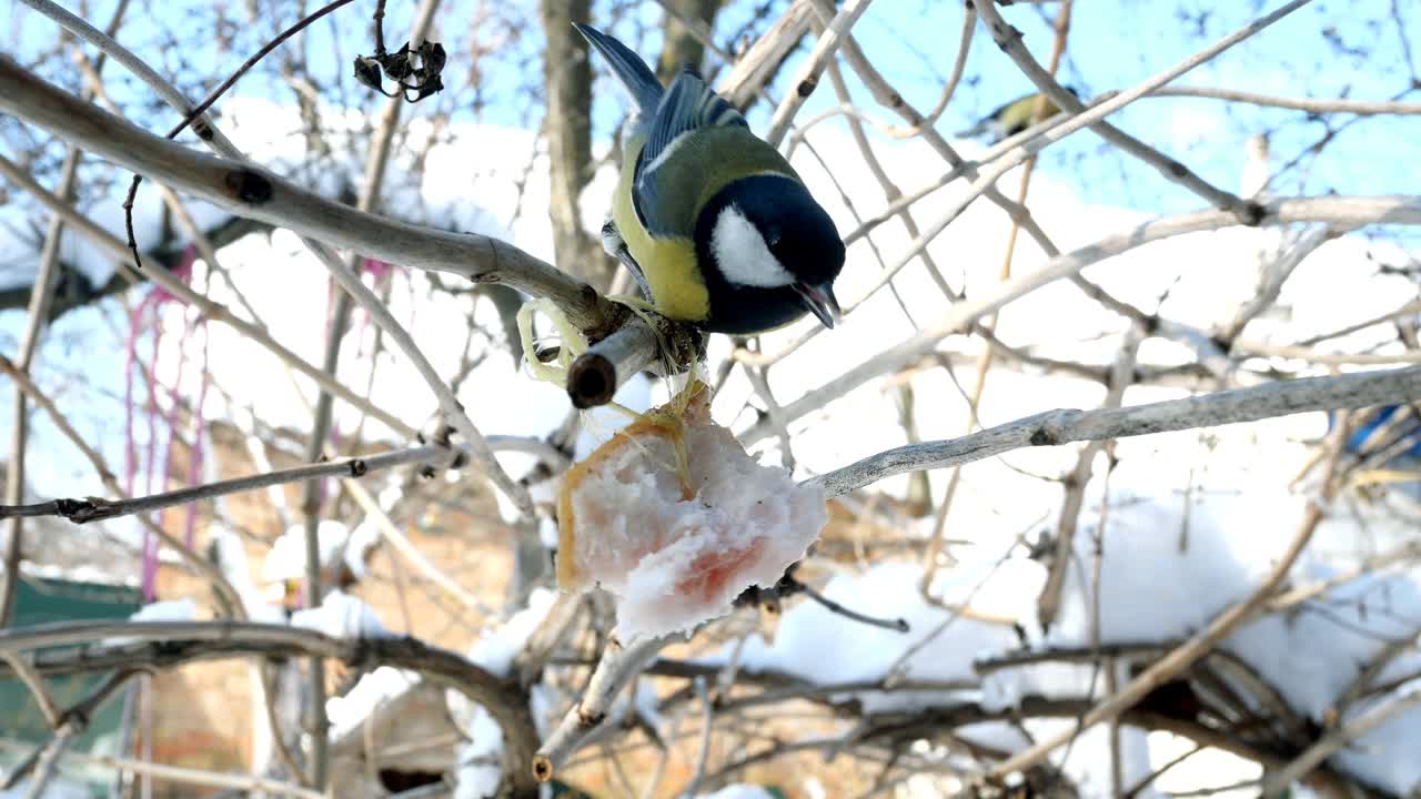 饥饿的鸟，大山雀或雄山雀，正在啄食挂在花园或后院的树枝上的猪油。视频素材