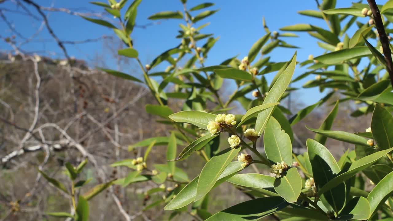 加利福尼亚花伞-断崖溪t - 012621伏a视频素材