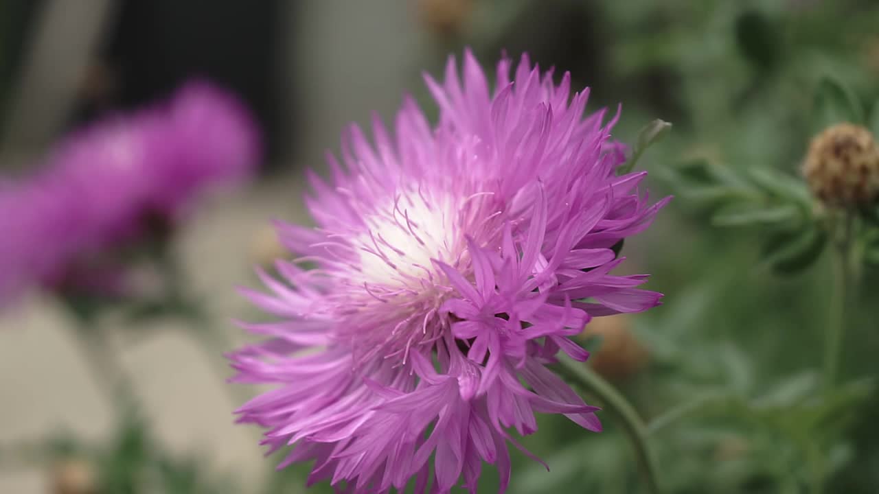 一只蜜蜂在花园里从蓝色的花朵上采集花蜜视频素材