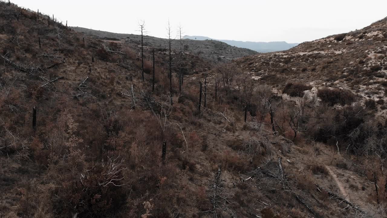 无人机镜头在烧毁的森林和死亡树木之间飞行。在Cataluña的科拉松上有一个隐藏式的博斯克。视频素材