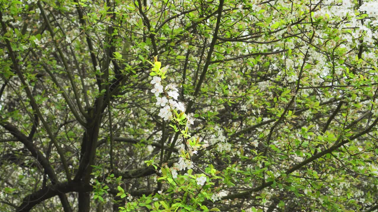 樱花盛开的枝头视频素材