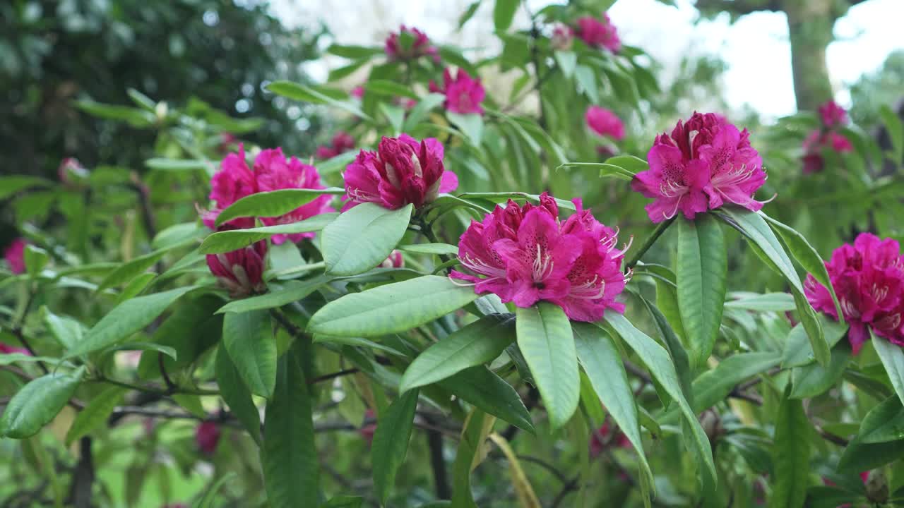 盛开的杜鹃花，花蕾红粉色，枝叶繁茂视频素材