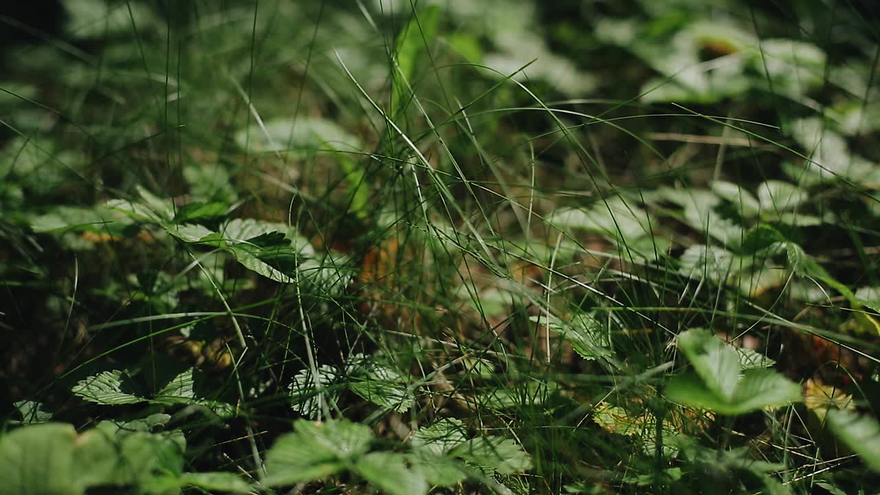 拍摄森林草地的特写镜头。柔和的光线穿过树梢视频素材