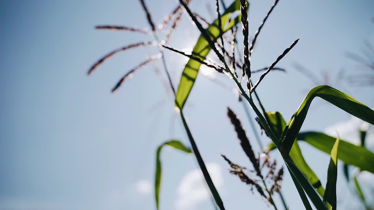 在天空和阳光的背景下，凉爽的小麦秸秆。特写镜头。收获就要来了视频素材