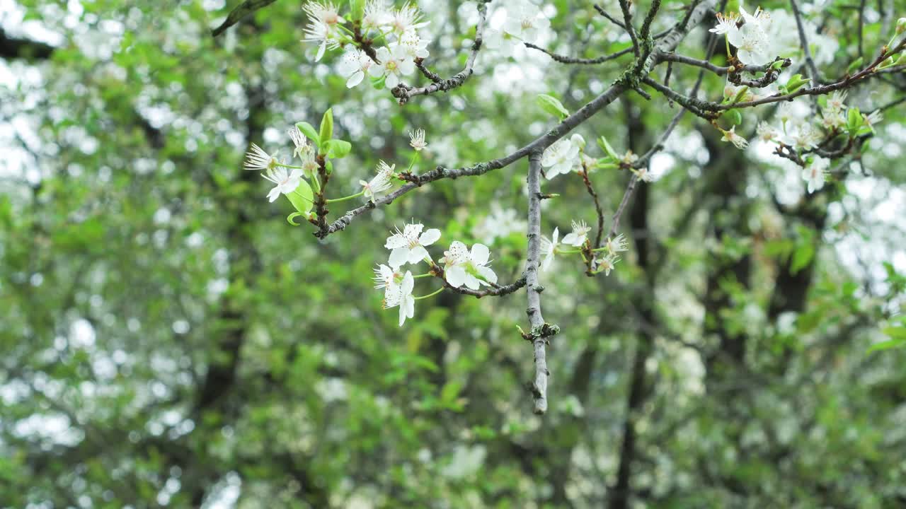 樱桃的白色花视频素材