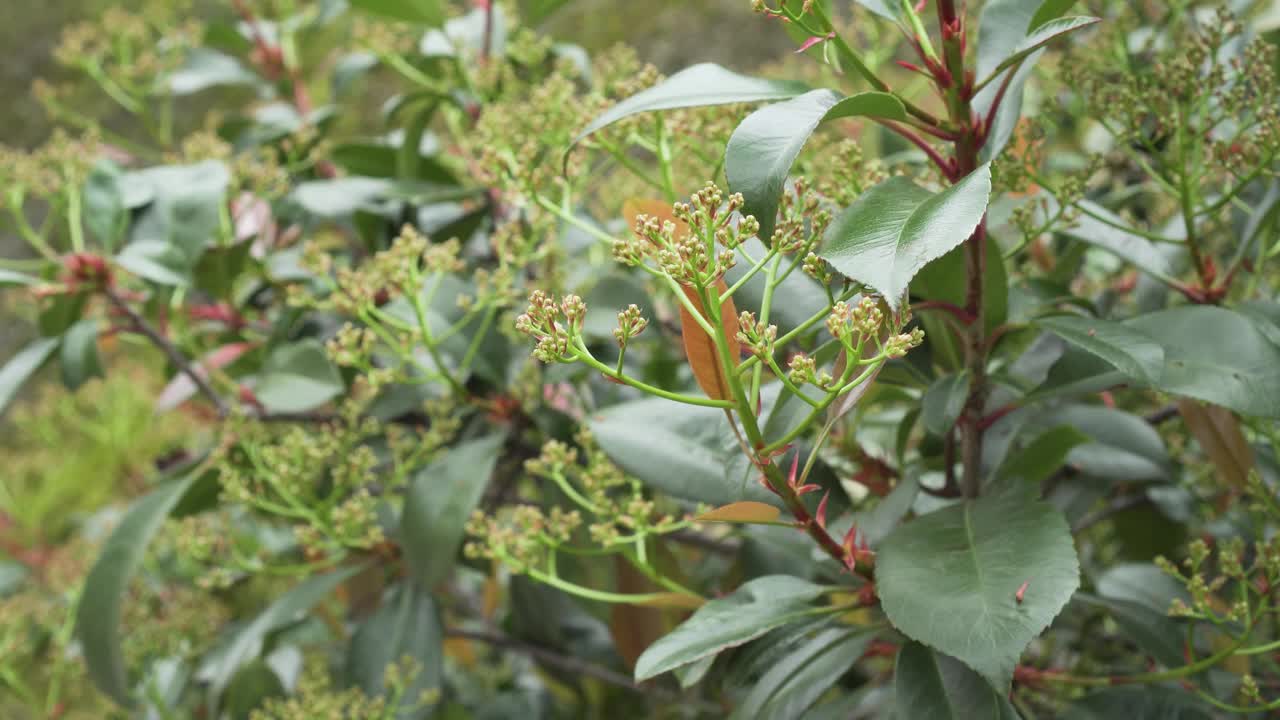 春天灌木的绿色不开花的花序视频素材