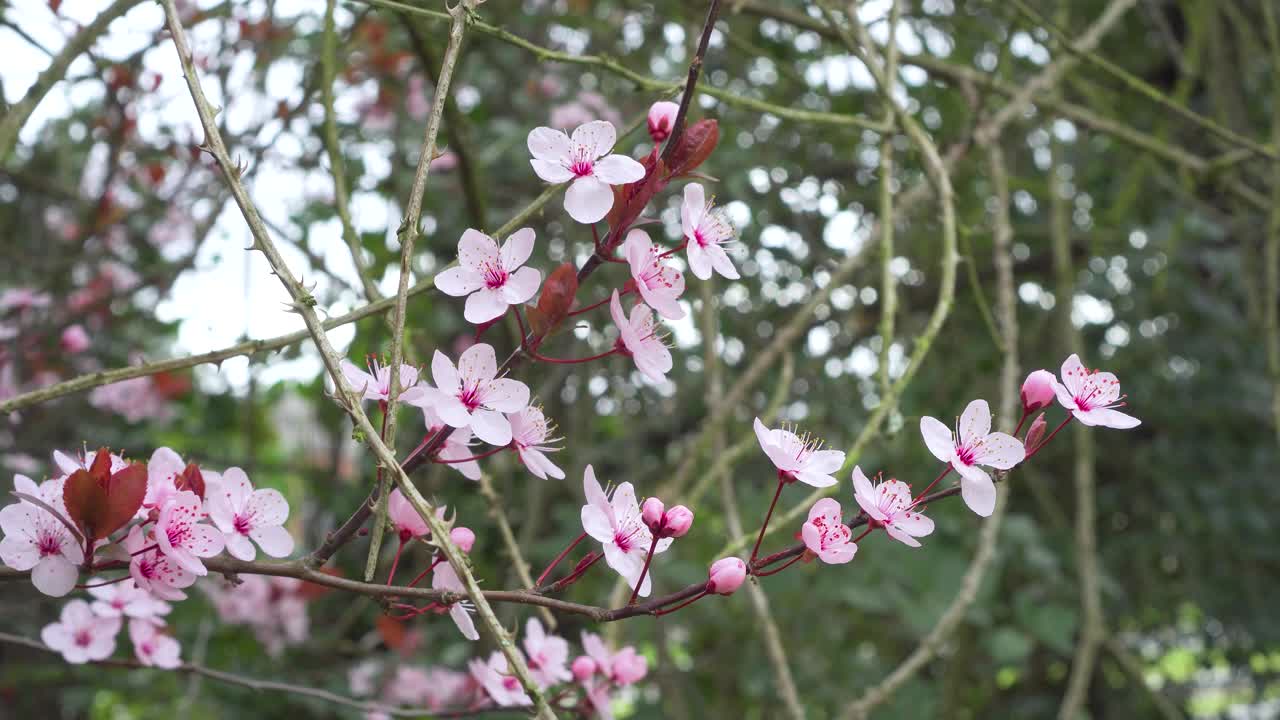 可爱美丽的粉红色樱花视频素材