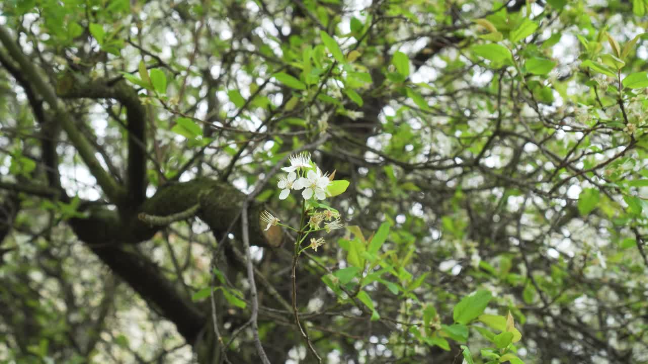 花园里一棵盛开的树枝上的樱花和梅花视频素材