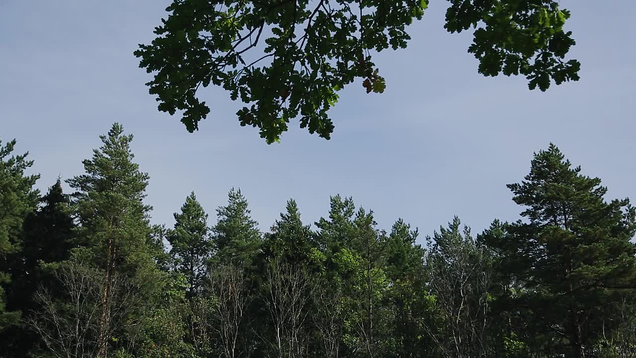 在森林的边缘，树木和树枝映衬着蓝天的美丽镜头。美丽的大自然照片视频素材