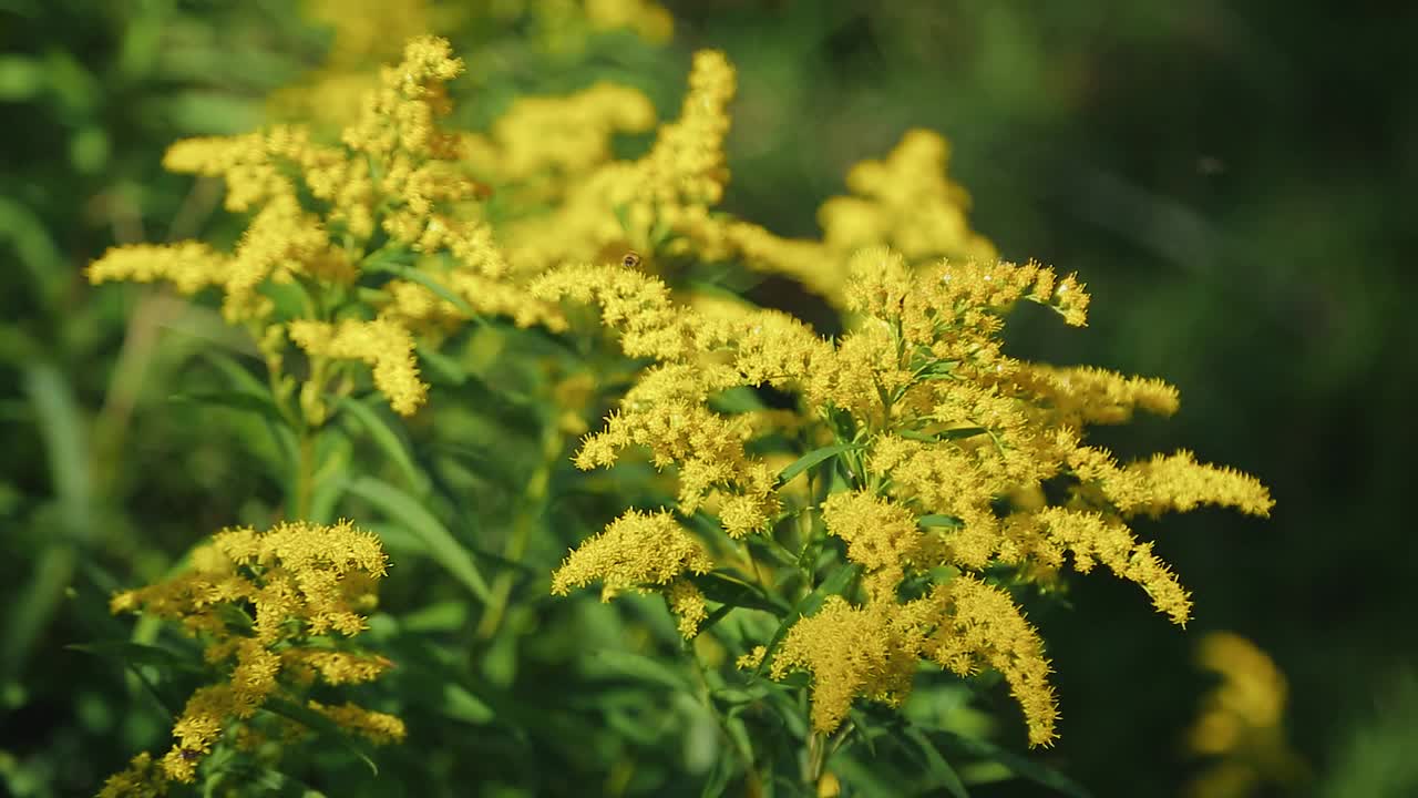 田野里的植物呈美丽的黄色。非常漂亮的特写镜头视频素材