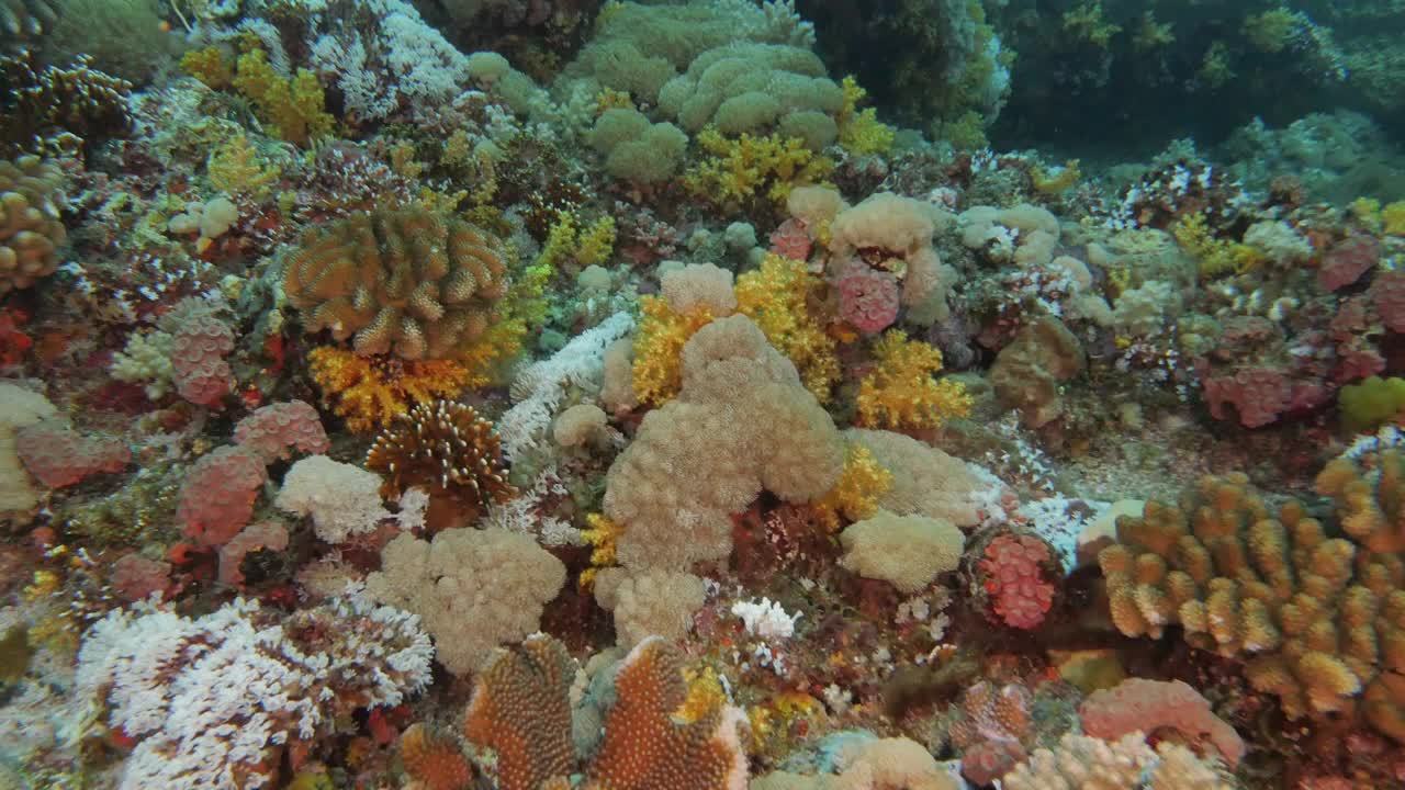 台湾海底珊瑚礁因海水温度升高而造成珊瑚白化视频素材