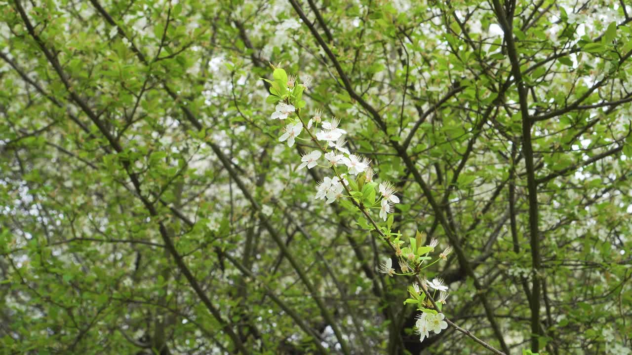 花园里一棵盛开的树枝上的樱花和梅花视频素材