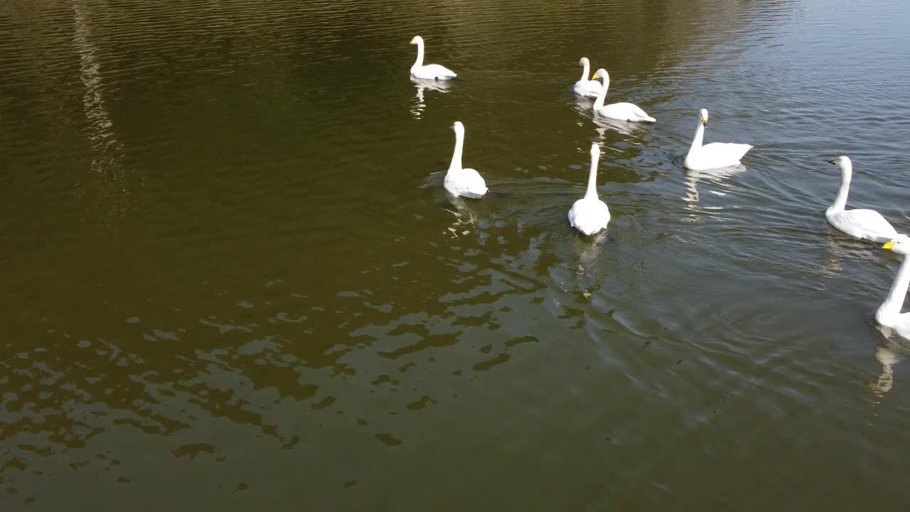 天鹅在湖里游泳视频素材