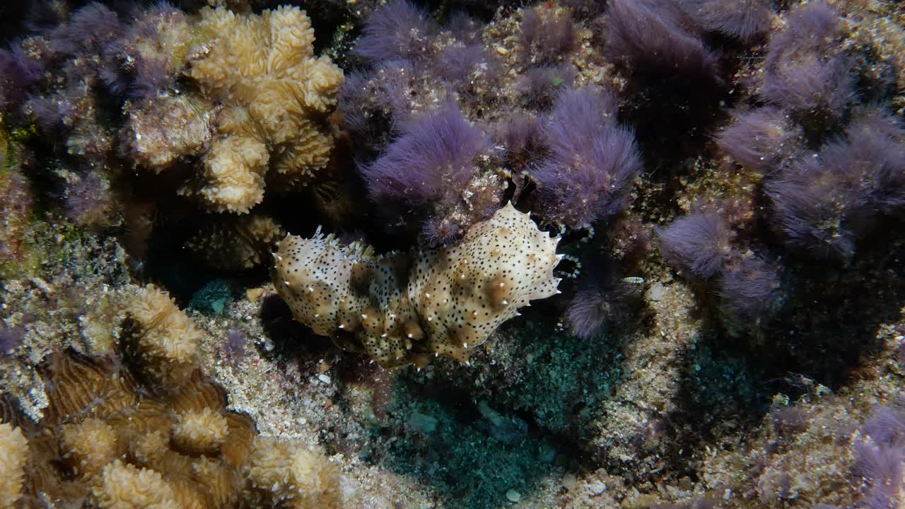 一个格里菲斯海参的特写(皮尔逊海参格里菲斯)与黑色的触须在海下视频素材