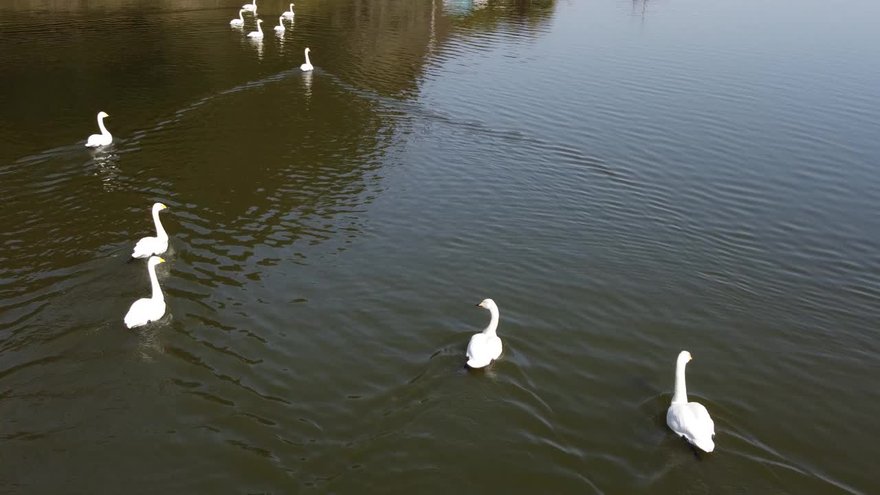 天鹅在湖里游泳视频素材