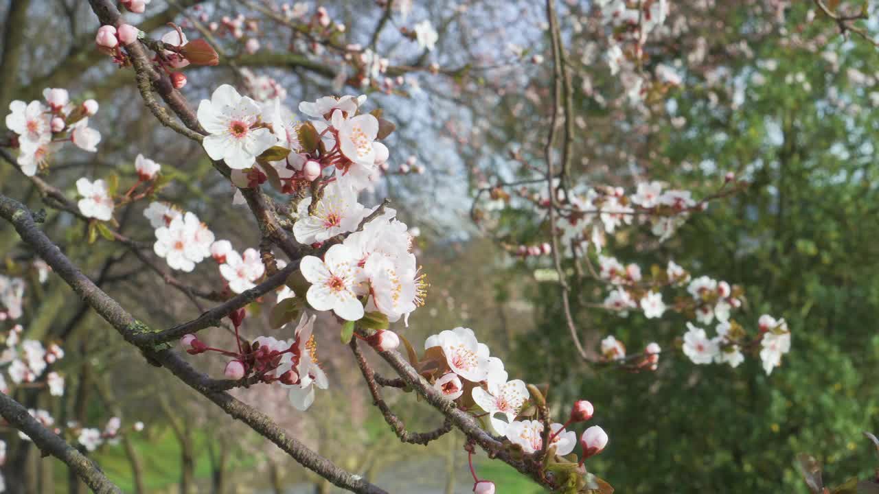 杏树樱。樱花和梅花近了视频素材