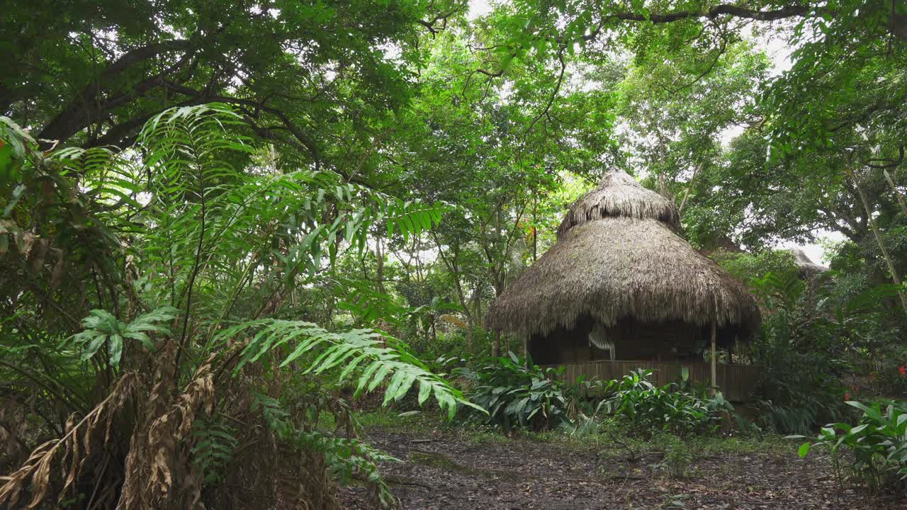 热带雨林中绿色植物和树木之间的茅草屋顶小屋。视频素材