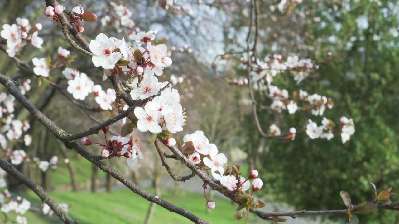 春天的花园有开花的果树视频素材