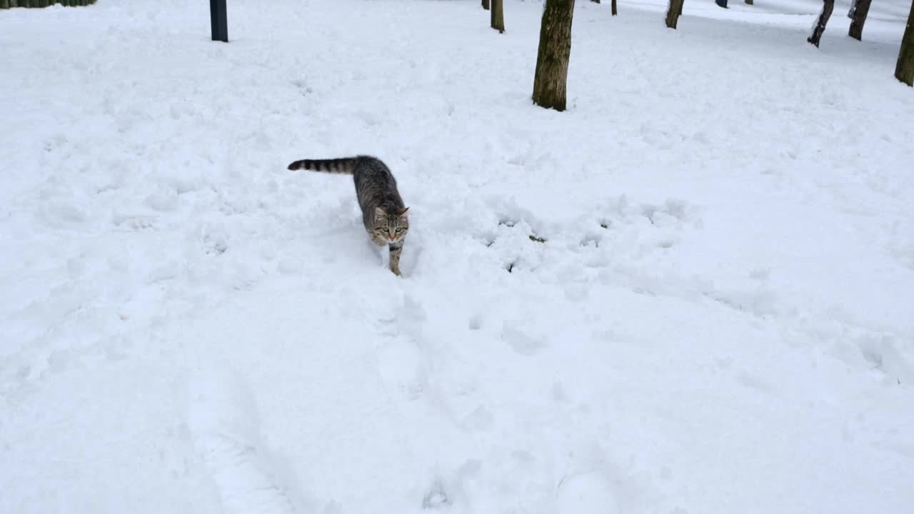 可爱和友好的虎斑猫正在雪地上奔跑的慢镜头视频素材