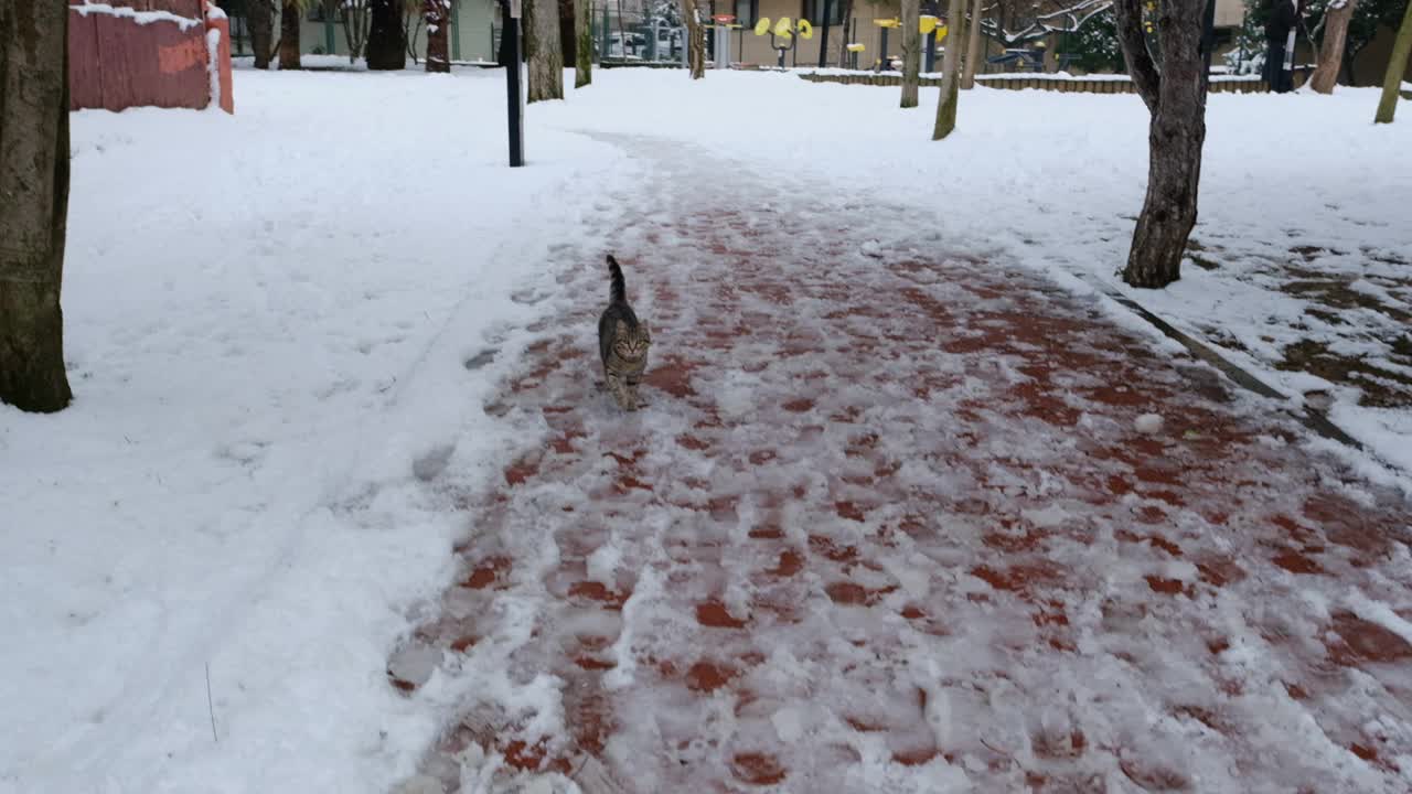 可爱和友好的虎斑猫正在雪地上奔跑的慢镜头视频素材