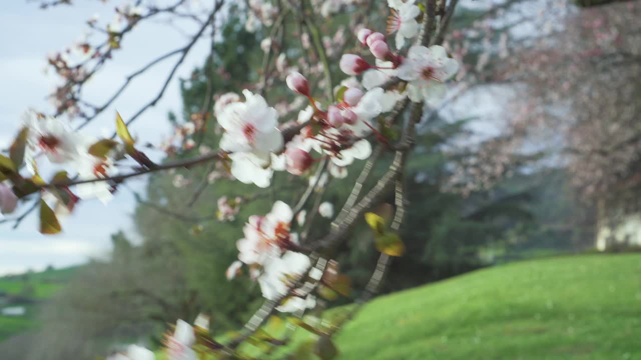 樱在风中开花。盛开的樱桃梅花视频素材