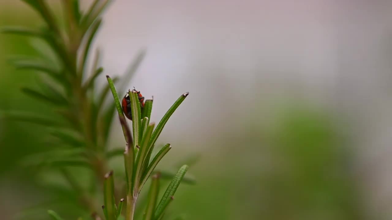 刚从冬眠中醒来的七星瓢虫视频素材