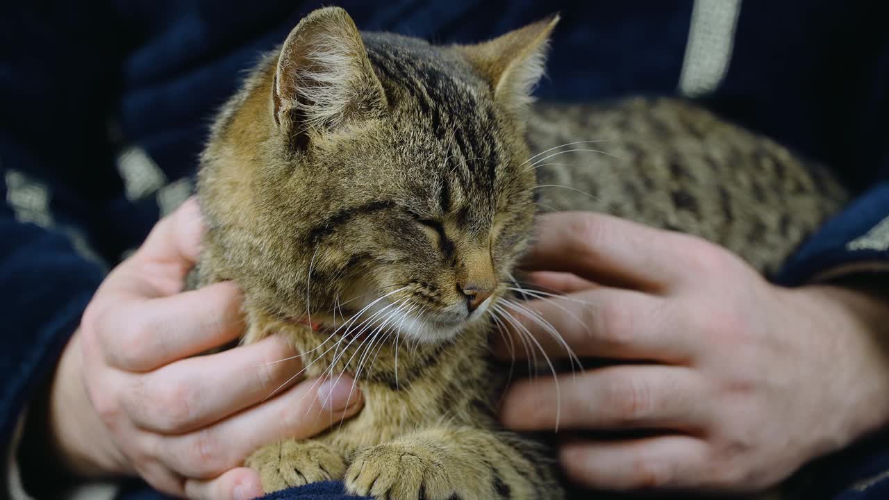 懒惰的家养动物条纹猫冷在人的手上视频素材