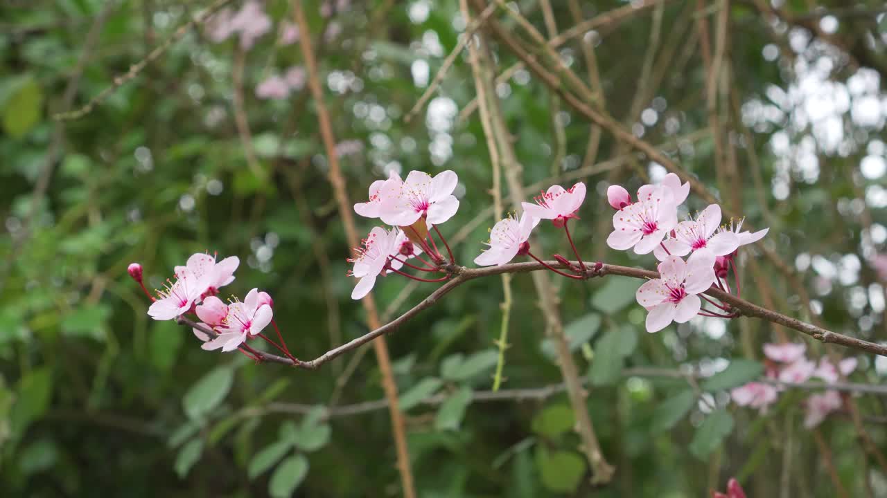 樱桃李花在一棵开花的树的小枝上的樱桃视频素材