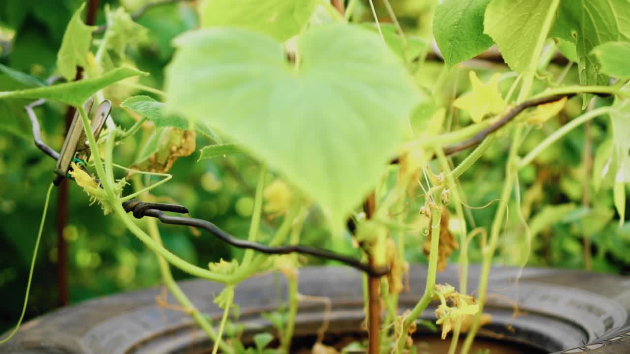 黄瓜长在汽车轮胎里。特写镜头。园地。视频素材