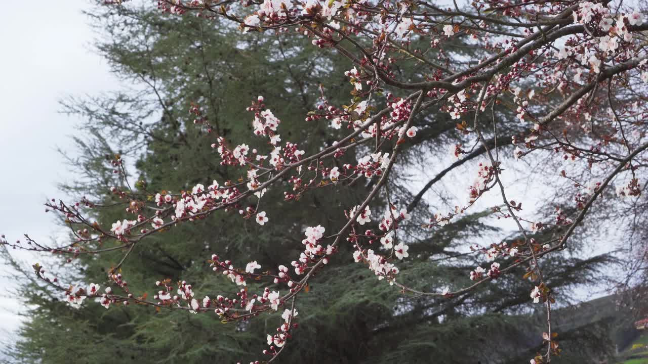 樱花在风中盛开视频素材