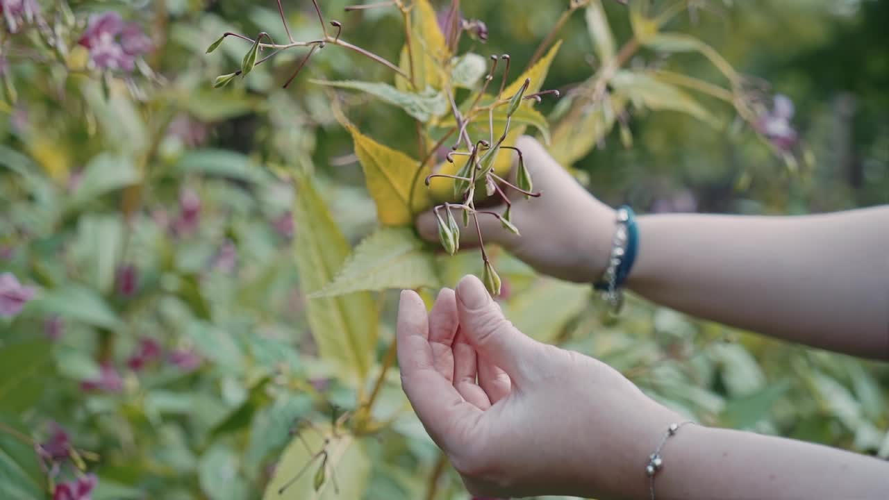 这种植物的种子一接触就会从膨出的囊中飞出来。视频素材