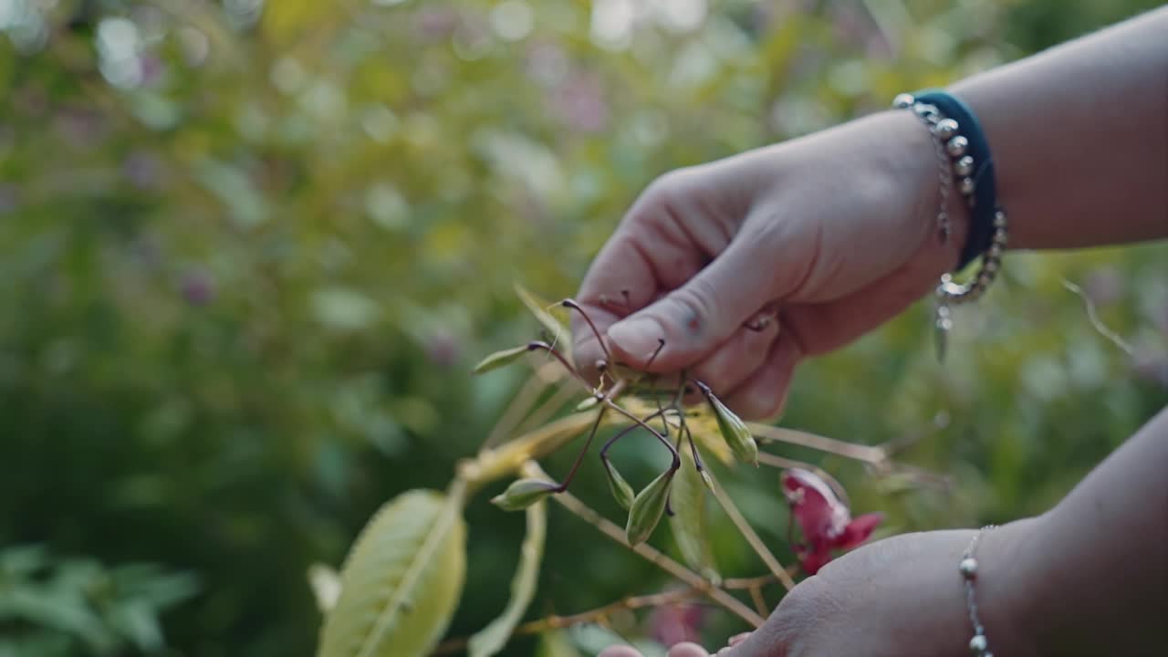 女孩用植物的种子碰了碰袋子。袋子在手里爆炸了。视频素材