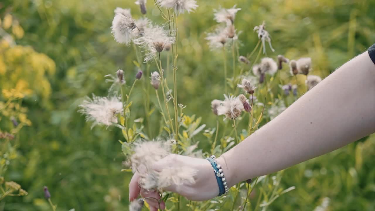 女孩摸着田野里的干花。鲜花和手的特写。视频素材