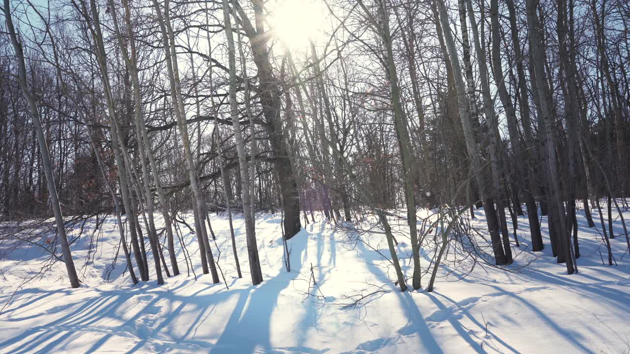 在一个寒冷的冬天的早晨，阳光穿过覆盖着积雪的树木。温柔的手持移动。视频素材