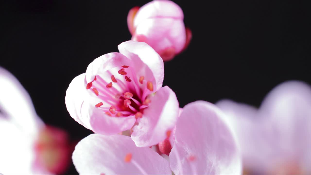 粉红色的樱花盛开——樱花视频下载