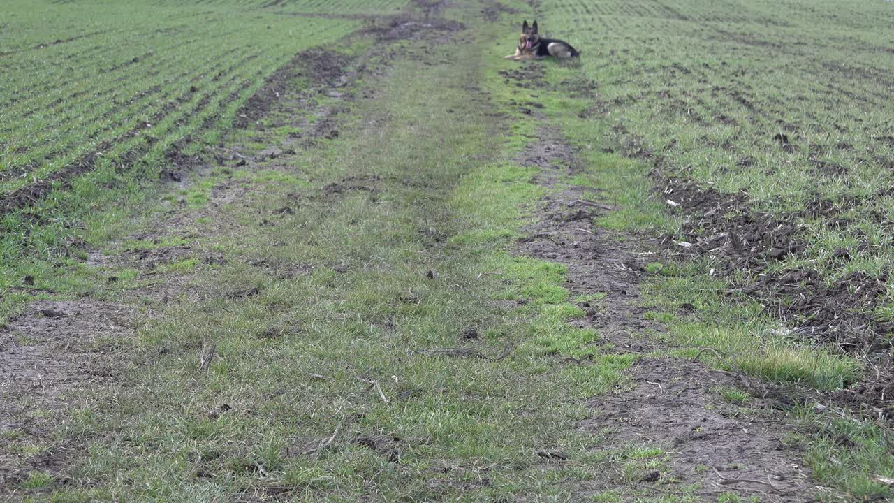 一只德国牧羊犬躺在草地上，主人叫它跑过去。活动中的德国牧羊犬视频素材