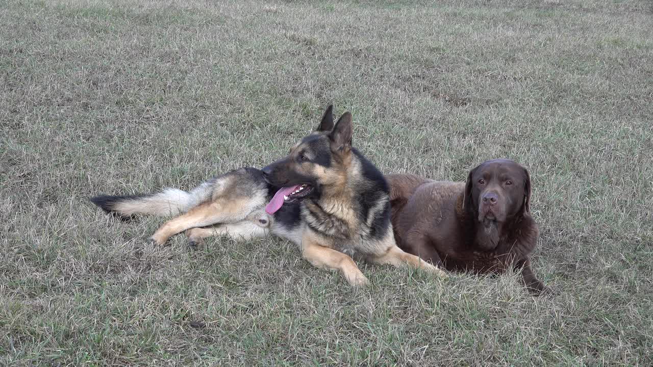 一只德国牧羊犬和一只棕褐色的拉布拉多寻回犬躺在田野的草地上，看着，听话，耷拉着狗的舌头视频素材