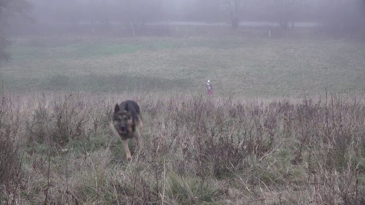 德国牧羊犬在雾蒙蒙的秋林里，后面是小女孩。狗飞快地跑向照相机视频素材