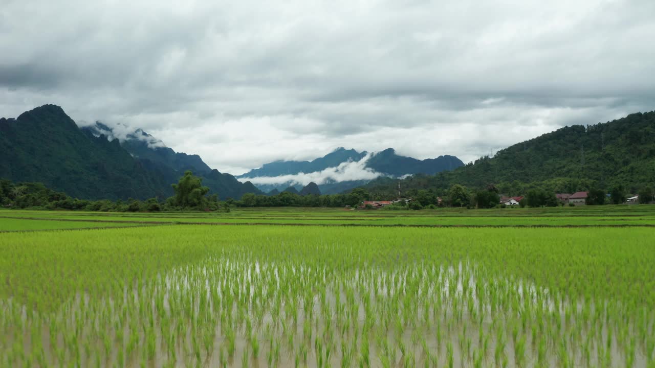 Vang Vieng的稻田视频素材