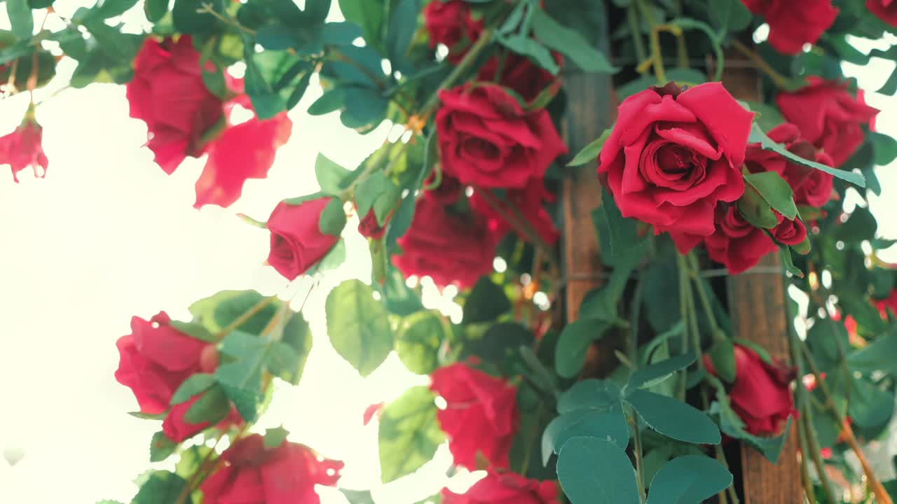 美丽的红玫瑰盛开的太阳耀斑在夏季花园。玫瑰花生长在户外，大自然，盛开的花背景。视频素材