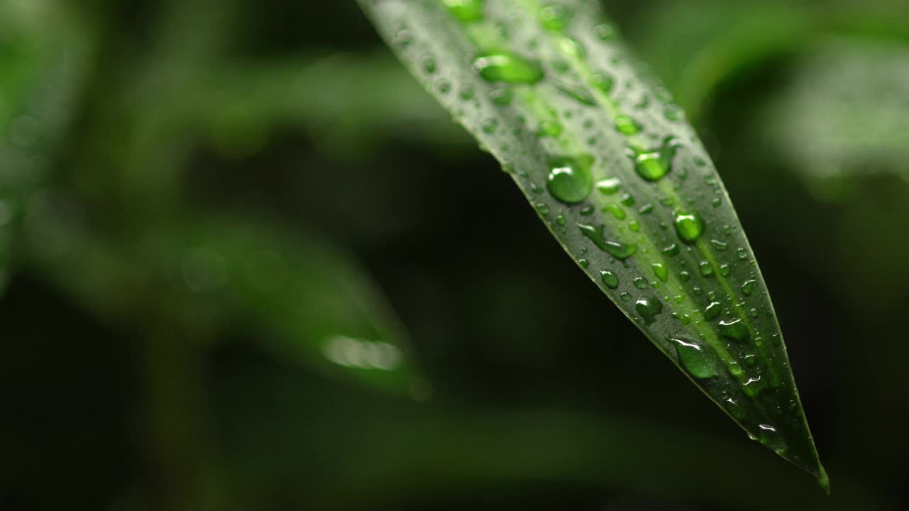 4k:叶子上的水滴，背景的自然视频素材