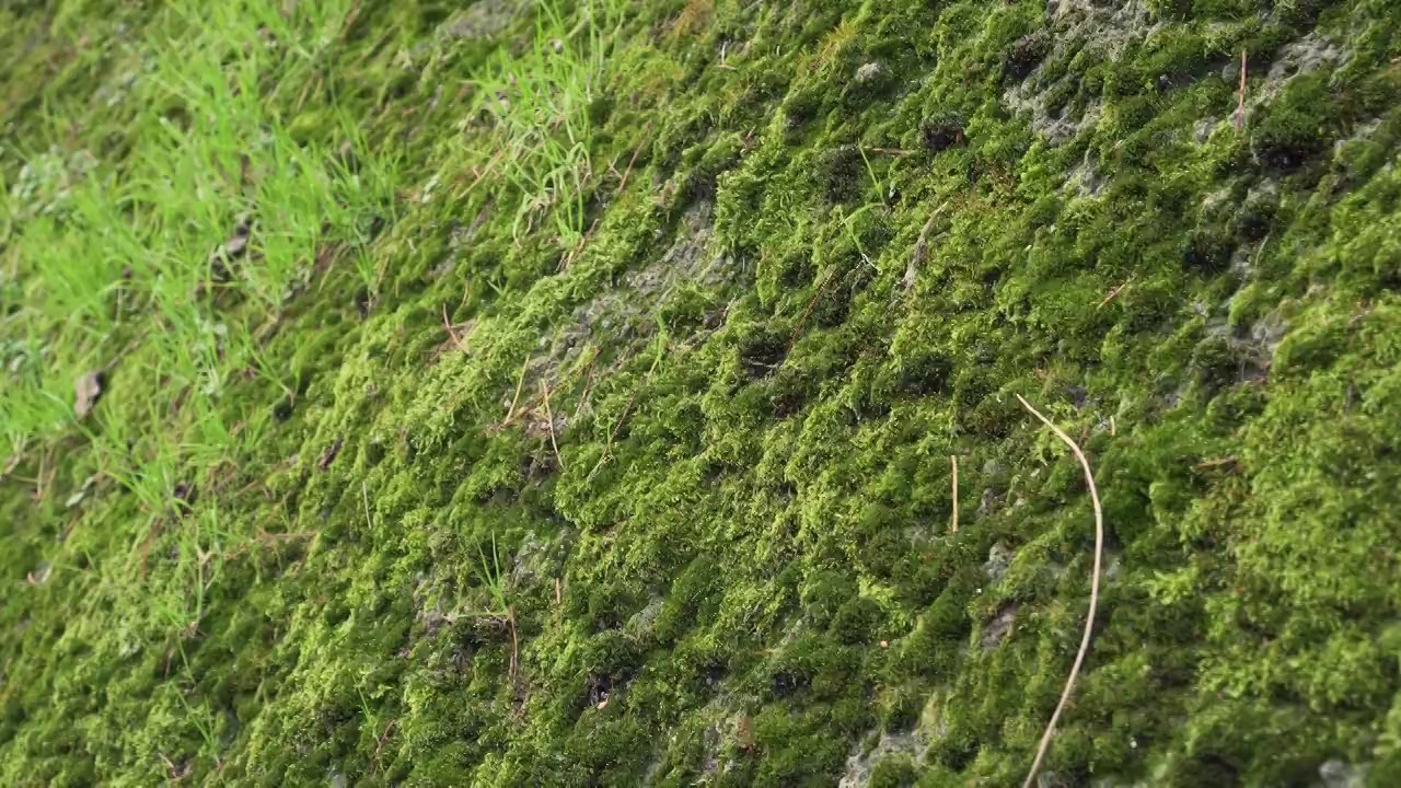 石墙上长满了苔藓和草视频素材