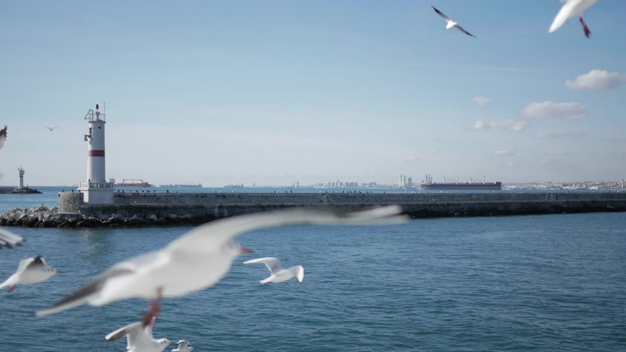 在博斯普鲁斯海峡，海鸥在渡船旁飞翔视频素材