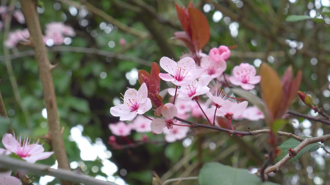 可爱美丽的粉红色樱花视频素材