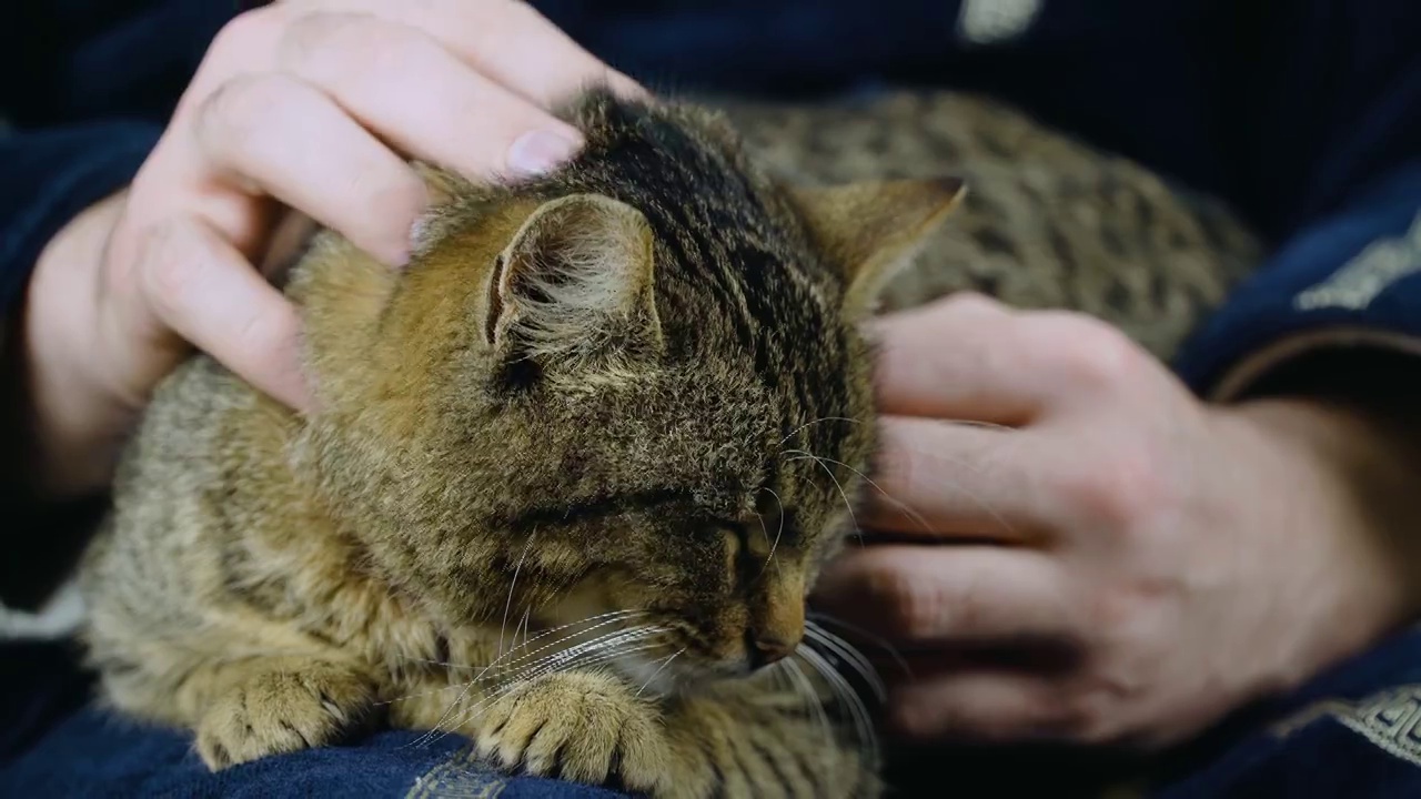 可爱的家姜条纹猫打瞌睡在男人的手上视频素材